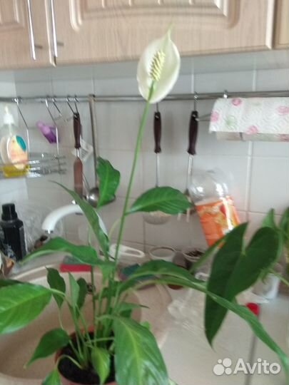 Спатифиллум