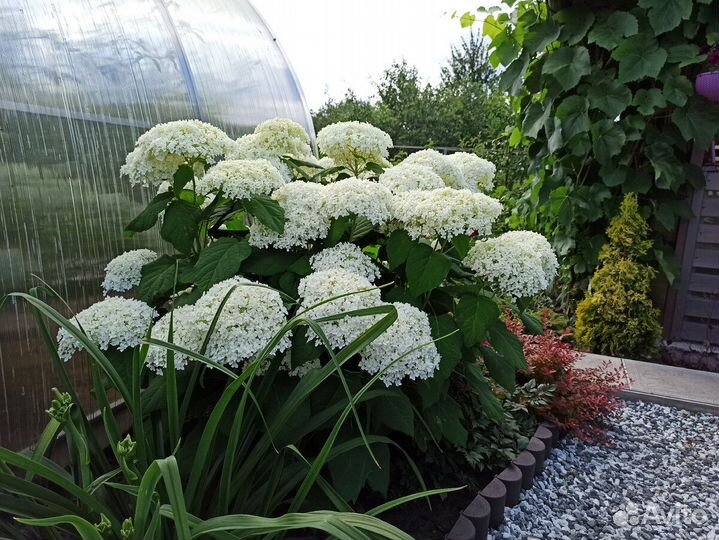 Гортензия древовидная анабель