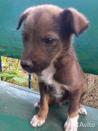 Ушастик - мальчик 1,5 месяца. Будет до 12кг