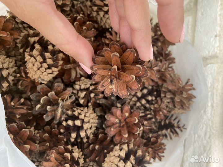 Шишки сосновые