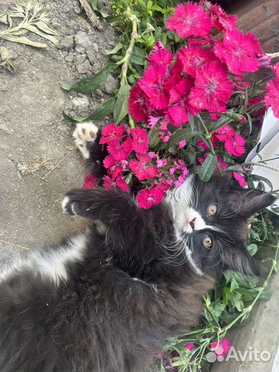 Котенок