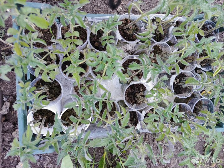 Рассада помидор, перца, баклажан