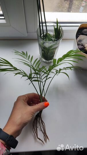 Молочай трёхгранный огромный