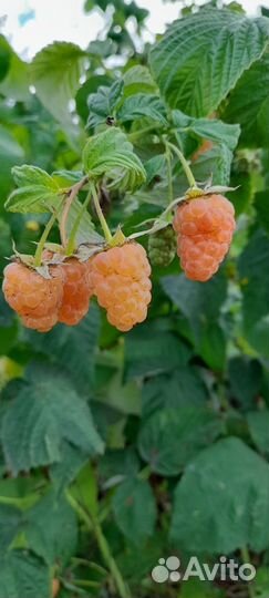 Саженцы малины