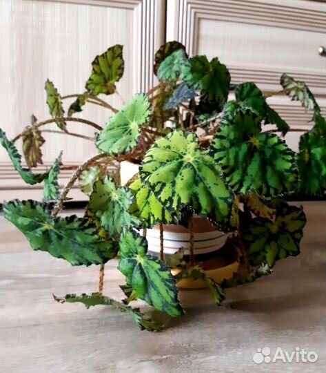 Бегония тигровая