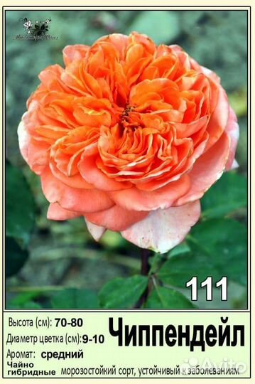 Саженцы оптом роз окс спб