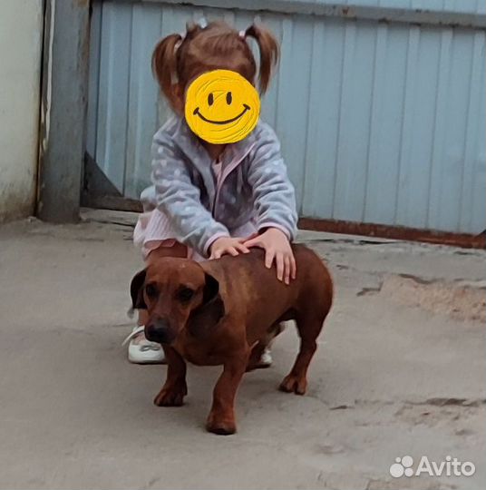 Вязка такса