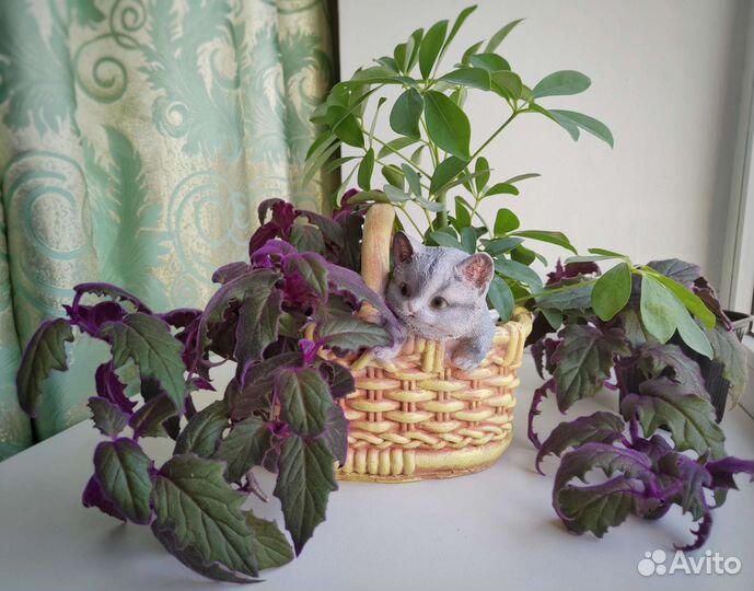 Комнатные растения