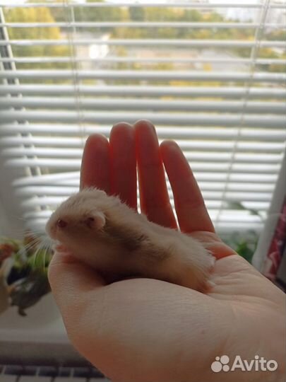 Джунгарский хомяк с клеткой