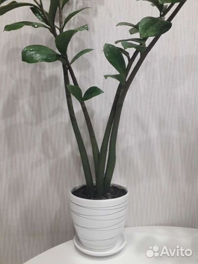 Замиокулькас