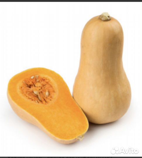 Рассада тыквы