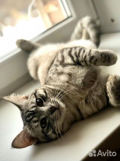 Отдам кота в добрые руки