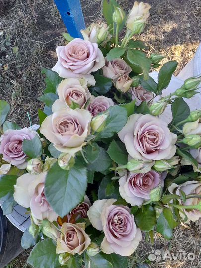 Саженцы роз