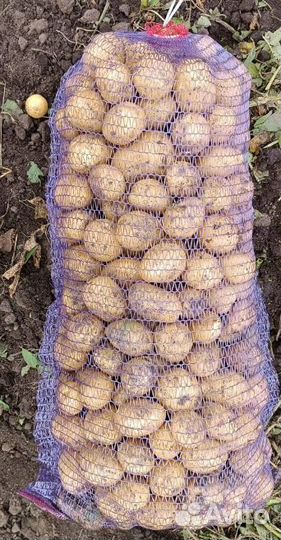 Картофель. Сорт Гала (желтая). Доставка до двери