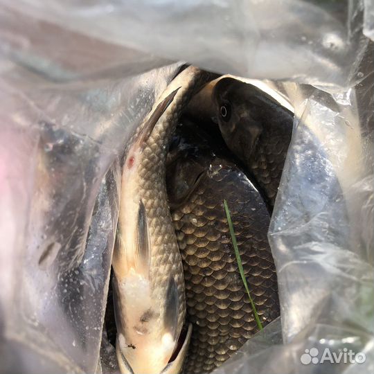 Рыба Свежемороженая сорога