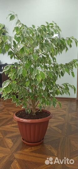 Комнатные растения