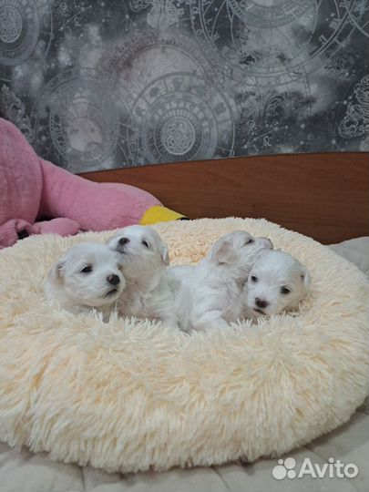 Щенки мальтийской болонки