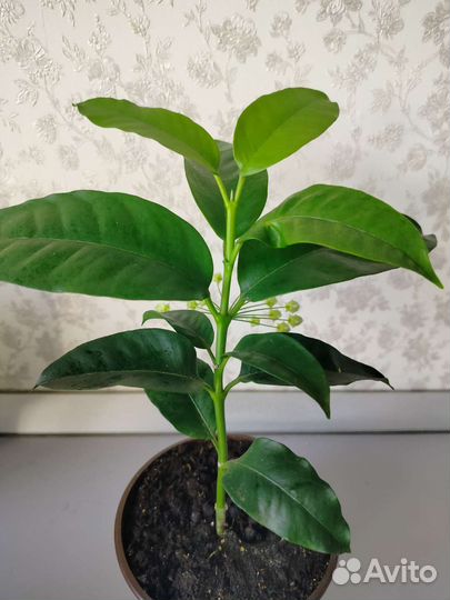 Хойя мультифлора