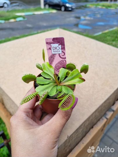 Венерина мухоловка или Дионея, растение