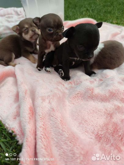 Девочки мини Чихуахуа