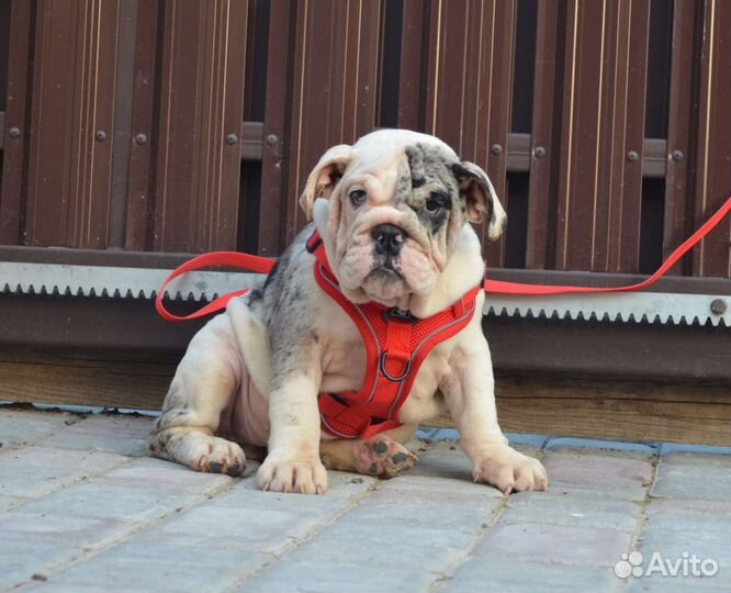 Английский бульдог,мерлюшка