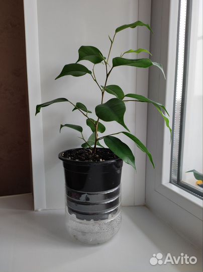 Фикус бенджамина