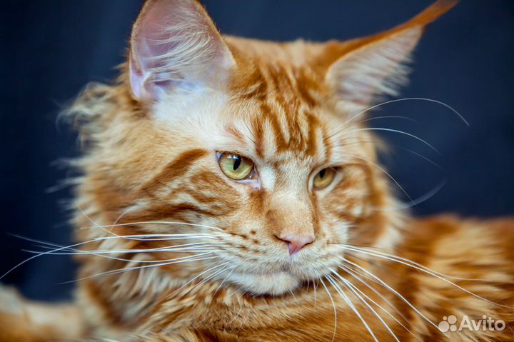 Мейн кун Вязка