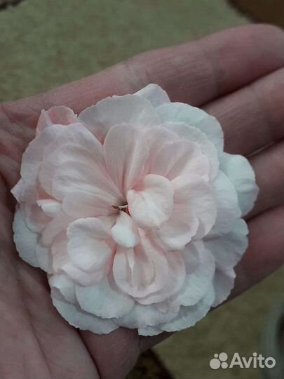 Пеларгония герань