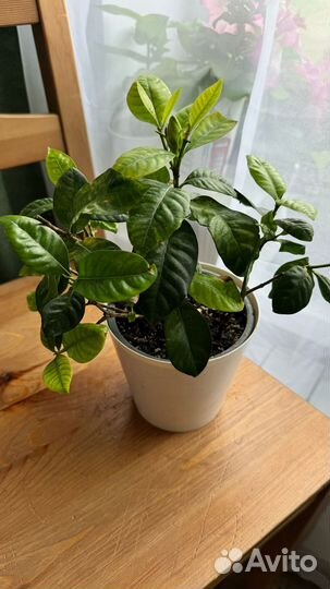 Гардения жасминовидная