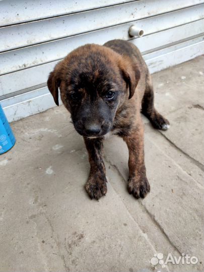 Щенки хаски метис