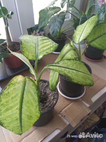 Диффенбахия