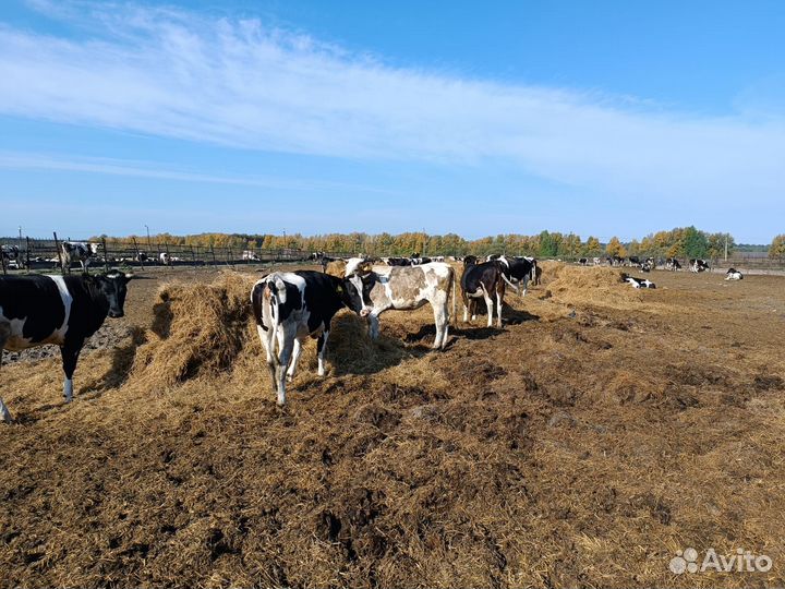 Телки старше года от 300 кг