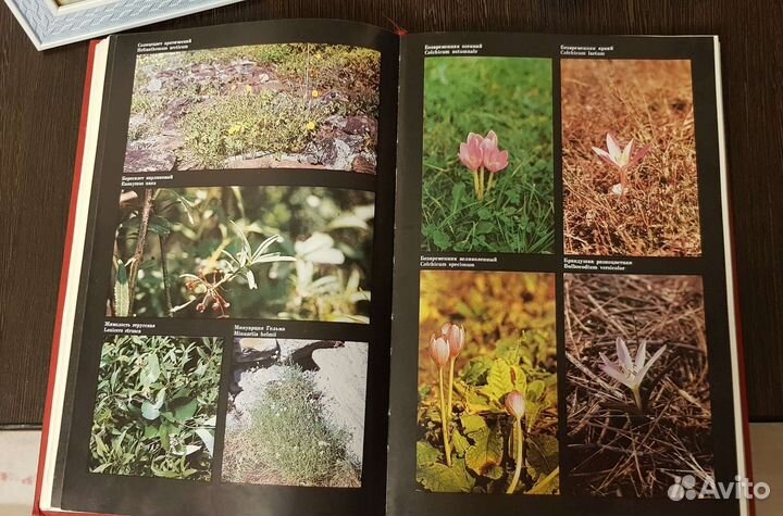 Красная Книга РСФСР растения