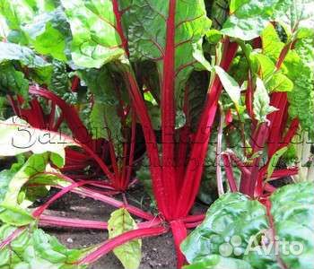 Мангольд листовой семена