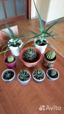 Алое Хавортия Денежное дерево Кактусы