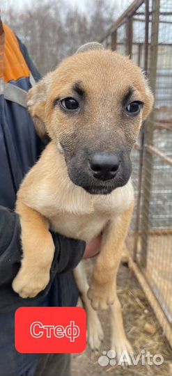 Щенки из приюта в добрые руки (мальчики)