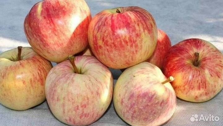 Саженцы яблони Успенское
