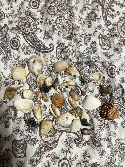 Морские ракушки натуральные