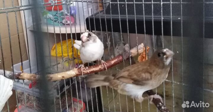 Японские амадины