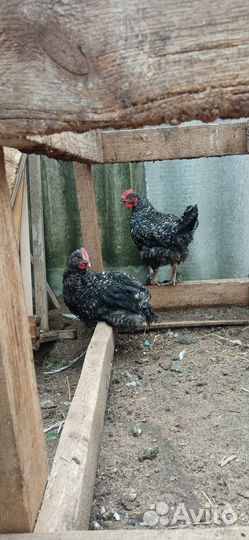 Молодые петушки