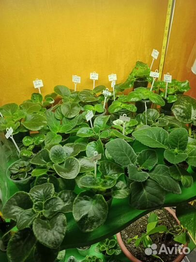 Детки сортовых фиалок