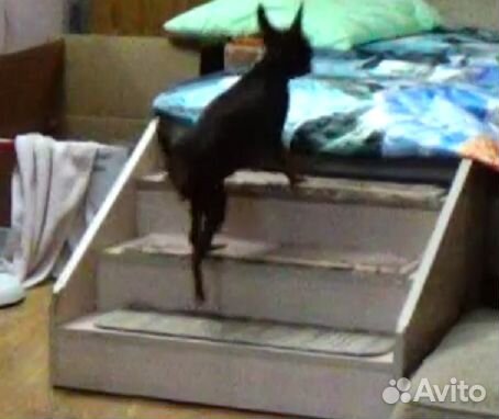 Лестница для собак