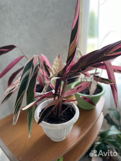 Строманта триколор