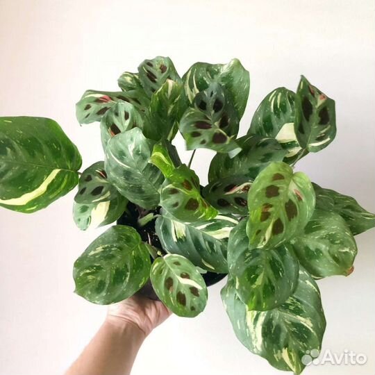 Маранта вариегантная