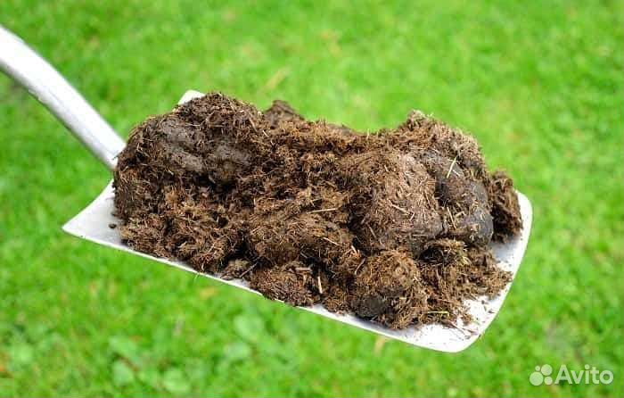 Навоз бесплатно