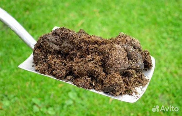 Навоз бесплатно