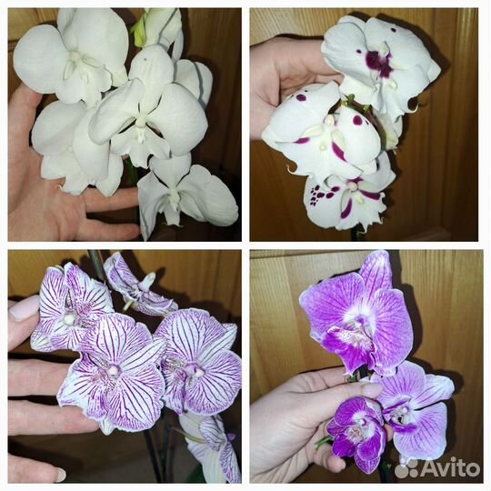 Орхидеи Биг Лип