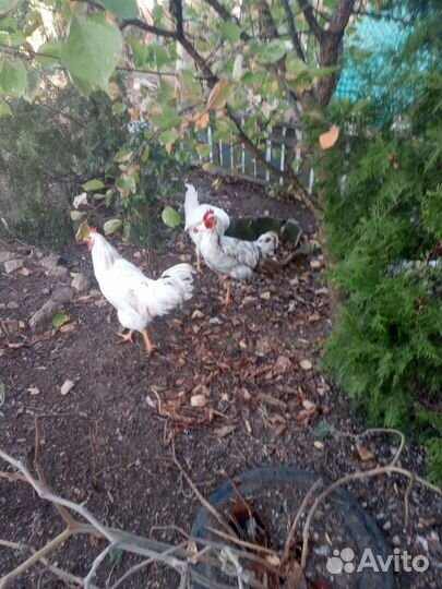 Куры петухи