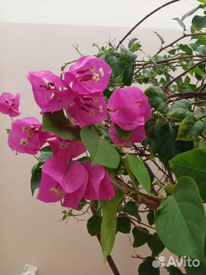 Крупные растения