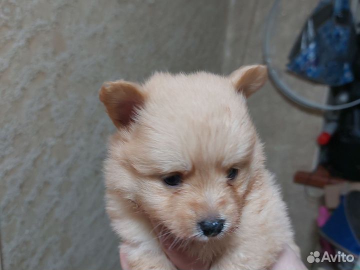 Собака немецкий шпиц